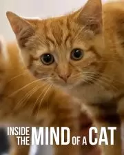 ดูหนังฟรีออนไลน์ Inside the Mind of a Cat (2022)